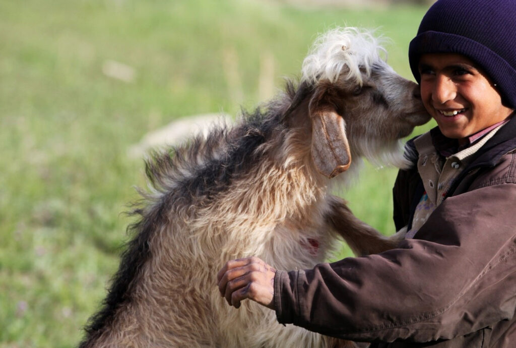 Sanidad Animal: Construir un futuro más sano y seguro para todos - OIE Sanidad Animal: Construir un futuro más sano y seguro para todos - OIE