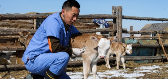 Luchar contra las enfermedades animales