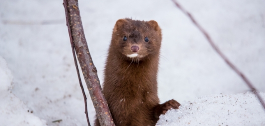 Préserver la santé de la faune sauvage